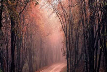 NBA火箭今日有视频直播吗？赛程、平台及看点全解析